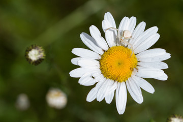 Fototapeta premium Daisy close-up with white colored spider