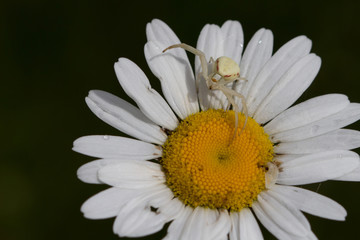 Obraz premium Daisy close-up with white colored spider
