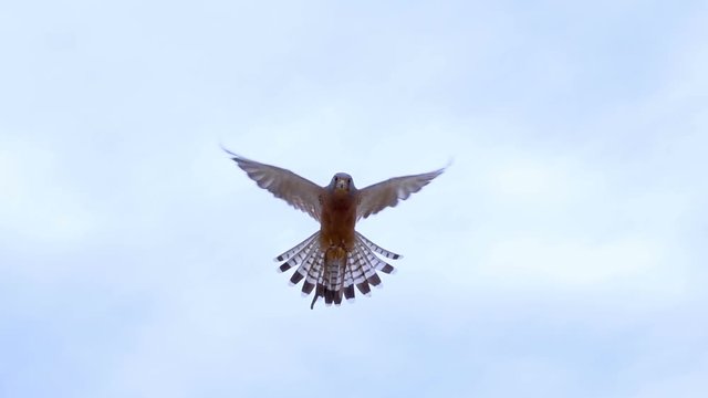 Small Rock Kestrel Falcon hovering in the middle of frame slow motion 250 fps