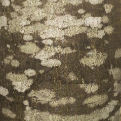 Tree with white bark 