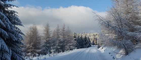 Zimowy las w Górach izerskich - trasy narciarskie, Polska