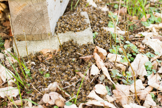 Tausende Bienen vor Bienenstock bei der Arbeit