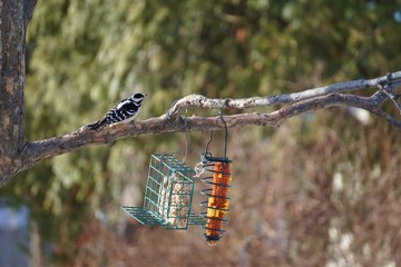 Female Downy Woodpecker