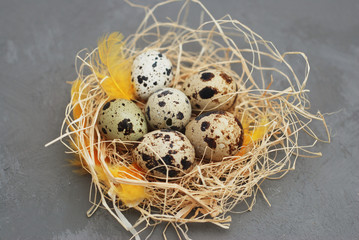 Obraz premium Birds Eggs in Nest on Rustic Gray Background. Spring and Easter Greeting Background.