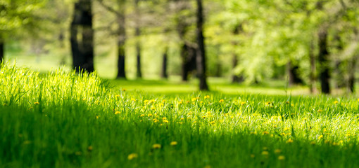 Grüne Wiese im Stadtpark