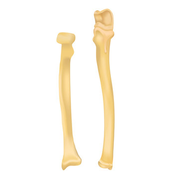 Radius and Ulna bone