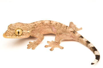Naklejka premium Gecko