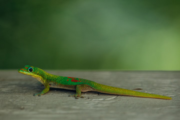 Gecko 06