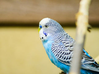 One wavy parrot sits on the branch of a cage at the pet store. Vertical photo