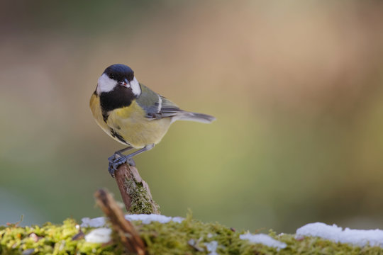 M&eacute;sange charbonni&egrave;re