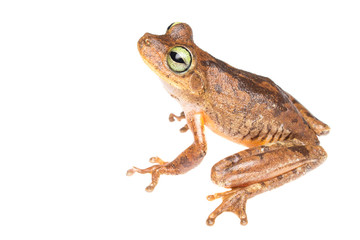 Platanera