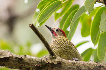 Carpintero