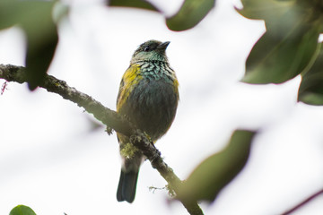 Tangara