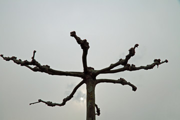 frei stehende Platane