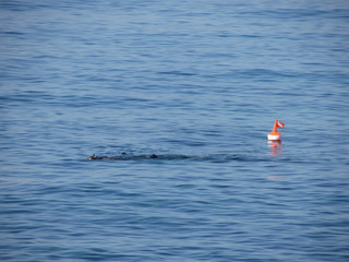 Sea diver in scuba suit with big buoy ball diving swim in water . Man in divers equipment explore the sea