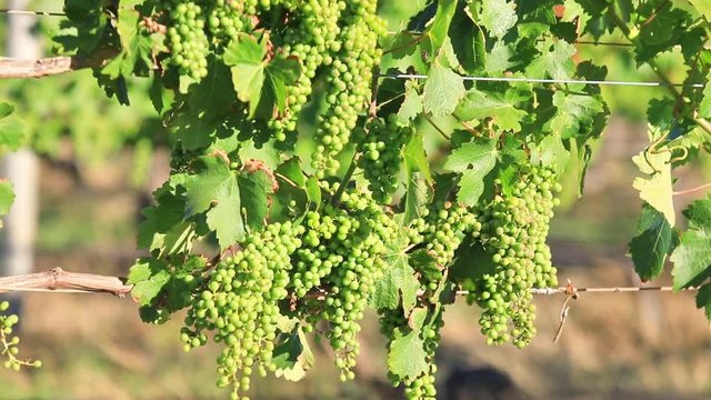 White grapes of vine in vineyard in sunset light. White grapes for wine on blurred background. Margaret River, wine region of Western Australia.