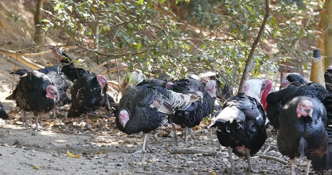 Turkey farm at outdoor