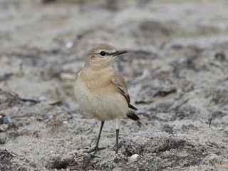 Isabelline wheatear (Oenanthe isabellina)