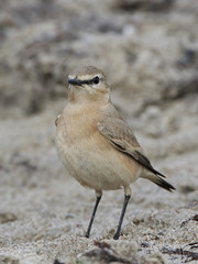 Isabelline wheatear (Oenanthe isabellina)