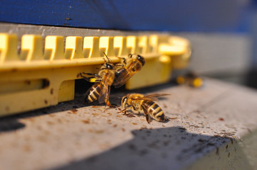 Honey bee on the enter of beehive. Worker bee ready to start pollinating plants.