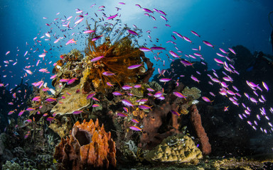 Leben am Korallen Riff