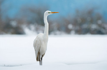 Great white egret in winter