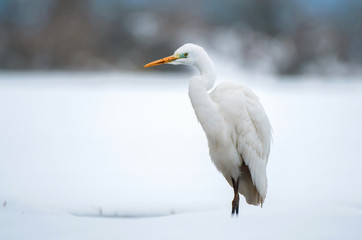 Great white egret in winter