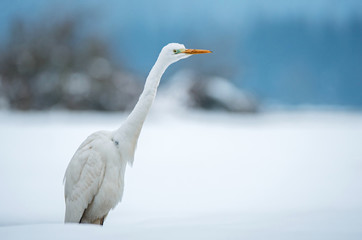 Great white egret in winter