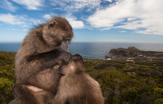 Baby monkey sucking to breast milk. - Powered by Adobe