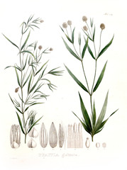 Illustration of palnt.