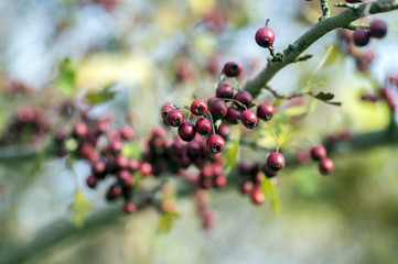 Crataegus laevigata red ripened fruits on branches, autumn nature