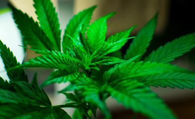 Naklejka na ściany i meble Marijuana plant on a dark background.