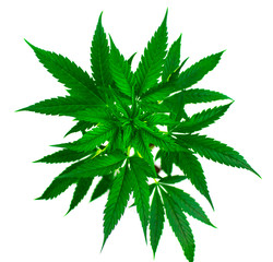 Marijuana plant on a white background. Isolated.