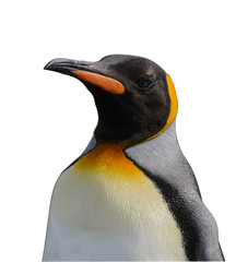 Fototapeta premium King penguin isolated on white