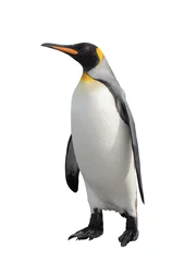 Voilages Pingouin Manchot royal isolé sur blanc
