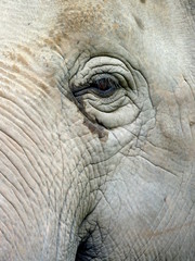 Fototapeta premium Oeil d'éléphant