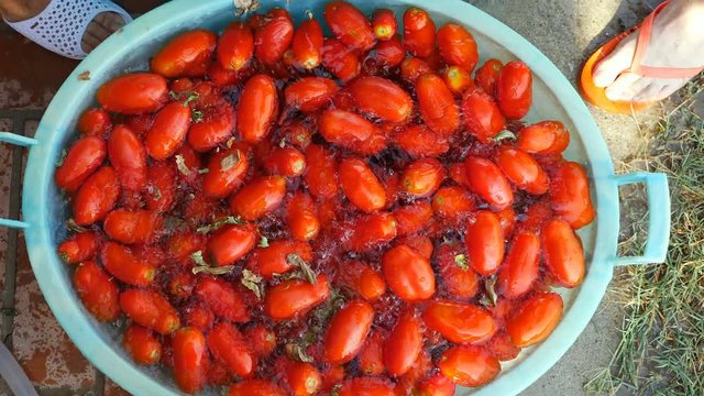 Puttig fresh tomatoes in water- Homemade sauce in south of Italy