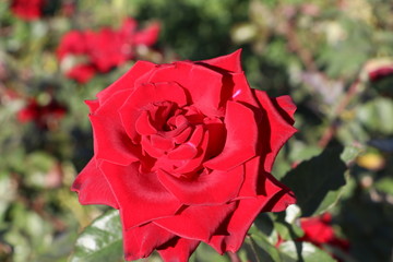red rose