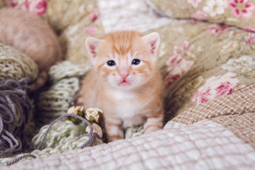 Fototapeta na wymiar Bengal Kitten