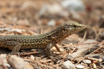 Nahaufnahme der Sa Dragonera-Eidechse