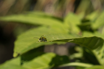 Fototapeta premium Spotted Cucumber Beetle