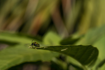 Spotted Cucumber Beetle