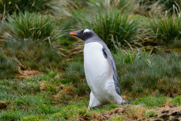 Wet gentoo penguine in green grass in rainy weather