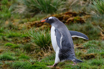 Wet gentoo penguine in green grass in rainy weather