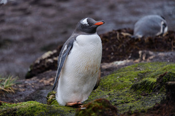 Wet gentoo penguine in green grass in rainy weather