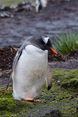 Wet gentoo penguine in green grass in rainy weather