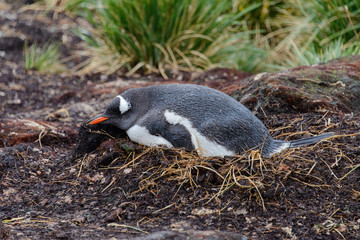 Fototapeta premium Wet gentoo penguine in nest in rainy weather