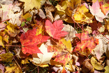 Naklejka na ściany i meble Lovely colored leaves lay in the Vermont forest floor