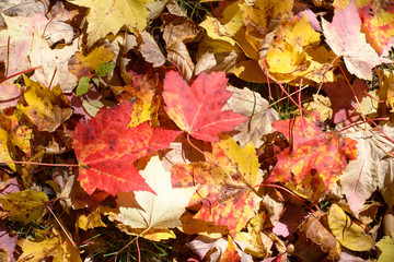 Lovely colored leaves lay in the Vermont forest floor