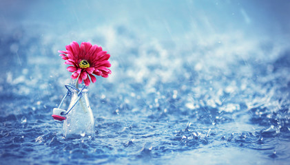 Blume im Wasser mit Regen